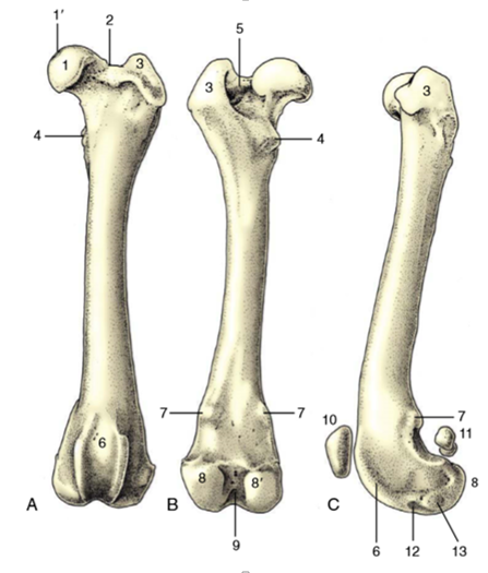 Fêmur - Anatomia Quiz