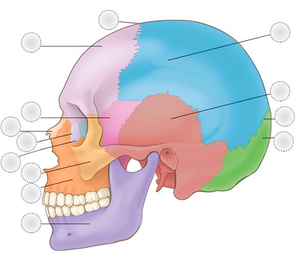 The Skull  Anatomy and Physiology I