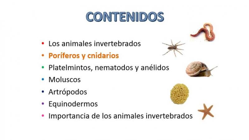 invertebrados cnidarios