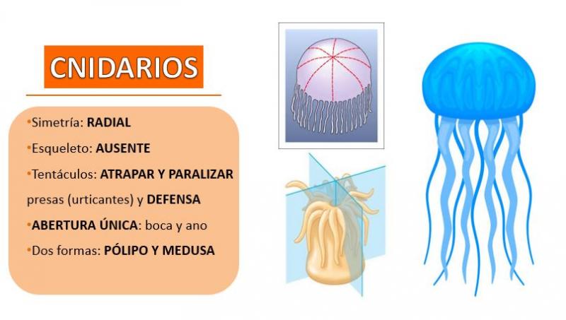 invertebrados cnidarios