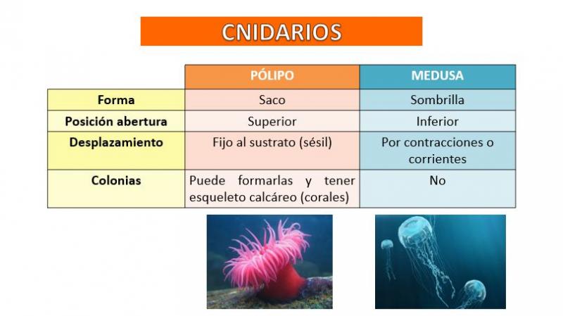 invertebrados cnidarios