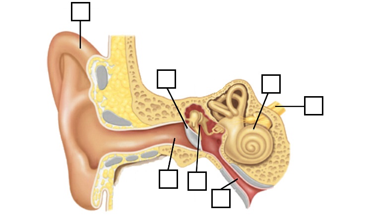 Ear Anatomy Diagram Quiz