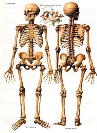 Huesos Esqueleto Humano - Quiz, Trivia & Questions