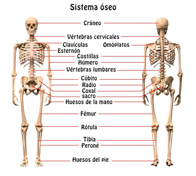 diagrama muscular para niños