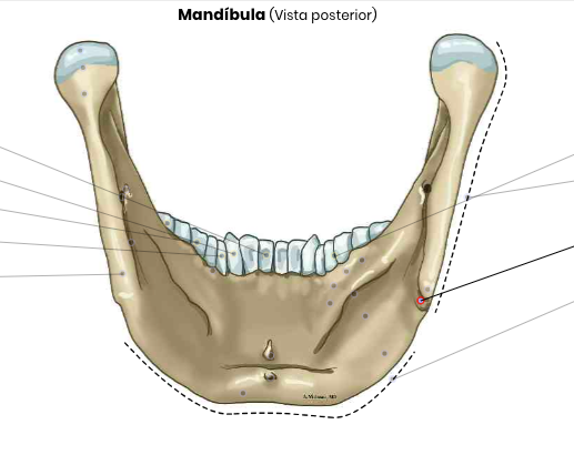 Map Quiz: Mandibula (imesap - mandibula - huesos)