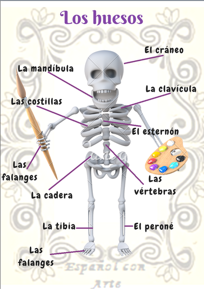 Mapa Interactivo: Huesos del esqueleto humano (biología - esqueleto humano)