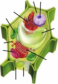 Print Map Quiz: Célula vegetal. (biología - celula - vegetal)