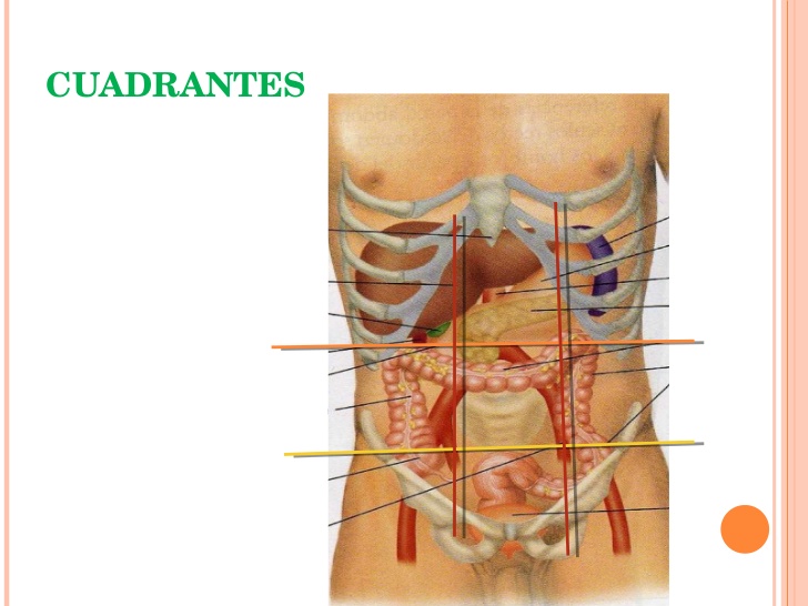 diagrama de órganos de cuadrantes abdominales