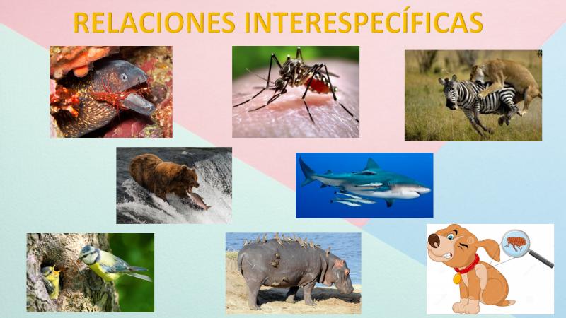 Print Map Quiz: interespecificas (biología relaciones interespecíficas)