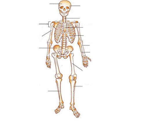 Juego Los Huesos del Cuerpo Humano - Areaciencias