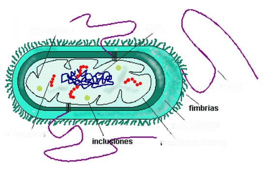 A qué reino pertenecen las bacterias