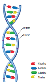 modelo de ADN de fosfato