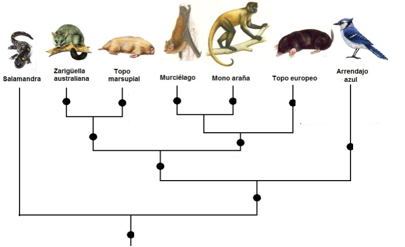 cladograma de invertebrados