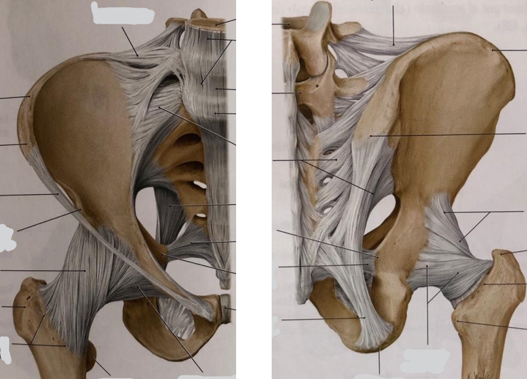 Map Quiz: Músculos de la cintura pélvica (biología - 1º bachillerato)