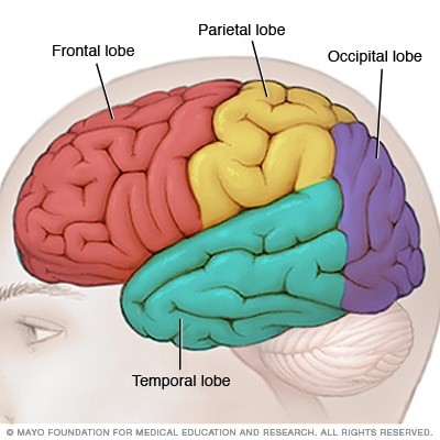 Print Map Quiz: CEREBRO Y LENGUAJE (lenguaje - neurociencias - cerebro ...