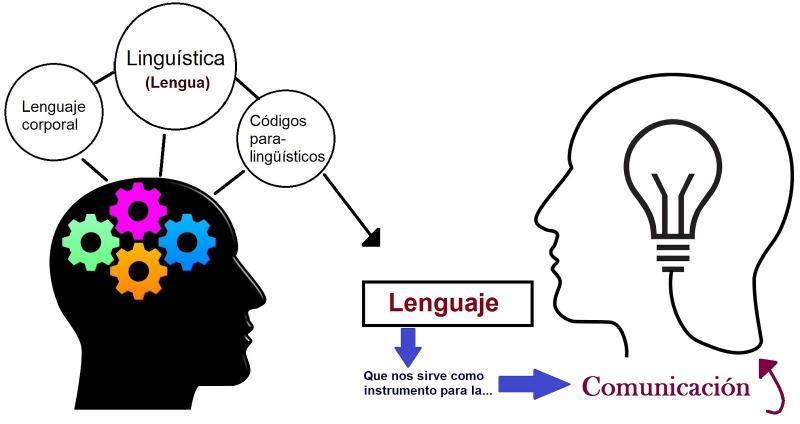 diagrama de las partes de la lengua