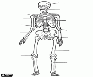 moneda Clasificación Contracción Imprimer Carte Interactive: HUESOS DEL CUERPO HUMANO (huesos del esqueleto  - huesos)