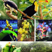 Print Matching Pairs: RELACIONA (FLORA Y FAUNA)) (biología - 2º ...