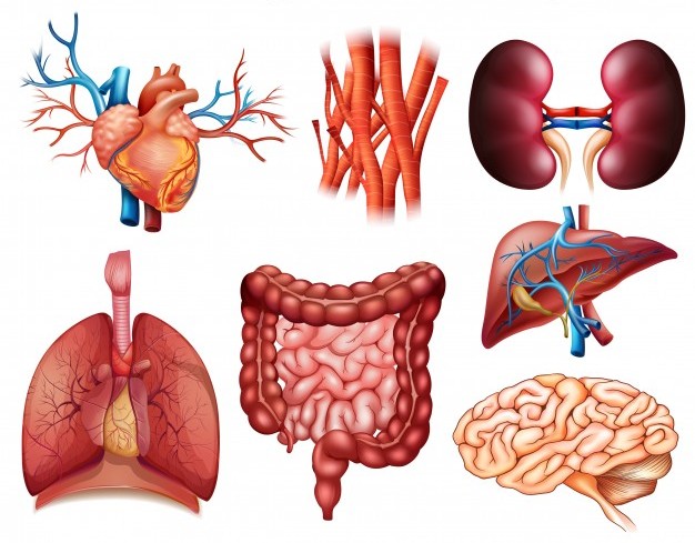 biología de órganos