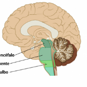 Print Matching Pairs: SISTEMA NERVIOSO CENTRAL (biología - bases - snc)