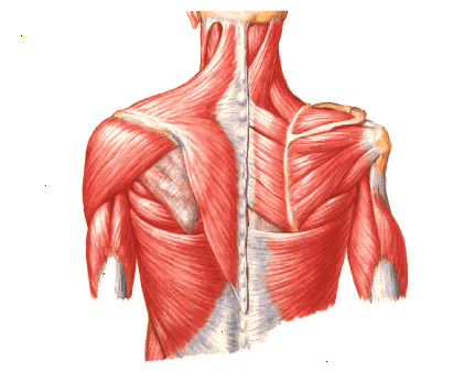 cintura escapular musculos - Anatomia Humana I