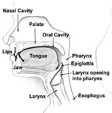 Print Quiz: Phonetic and Phonology (language - phonetic - sounds)