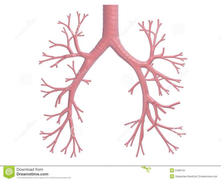 print-crossword-puzzle-cardiopulmonar-anatom-a-cardiaco-pulmonar