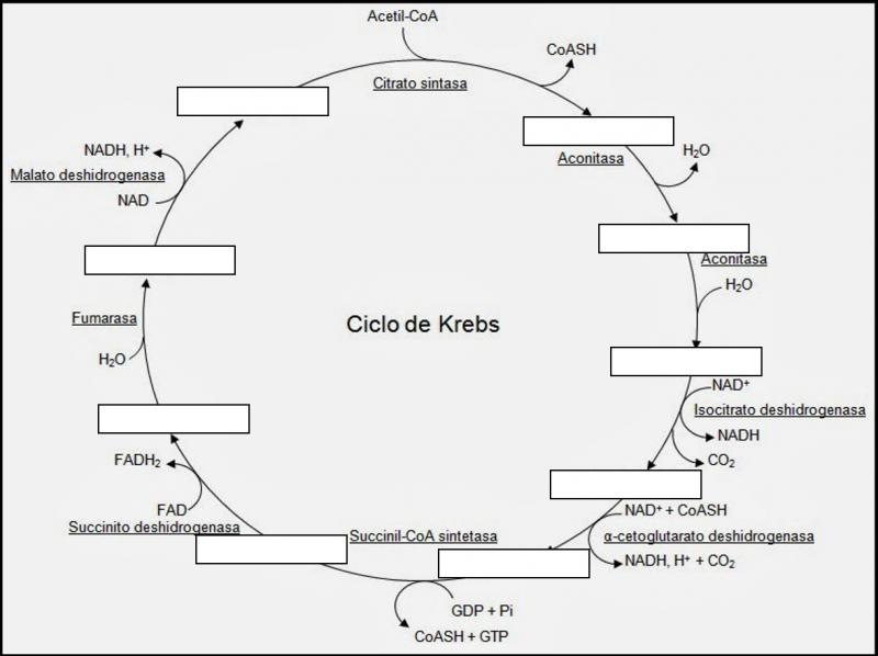 Print Map Quiz Cilclo de KrebsDavid Sánchez (ciclo krebs)