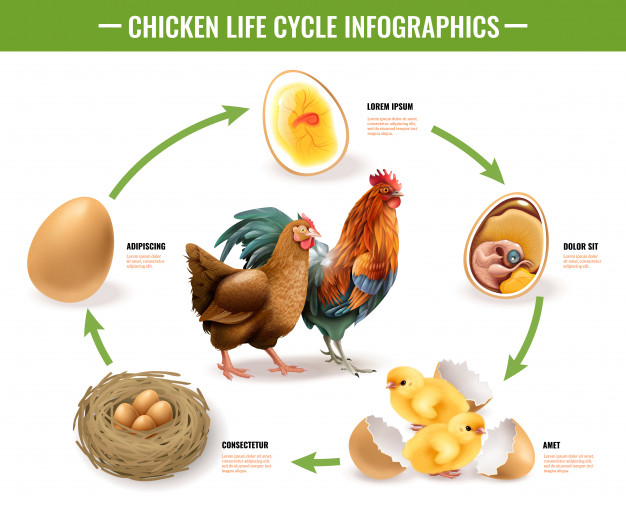 Print Crossword Puzzle Ciclo vital plantas y animales biología ciclo vital animales