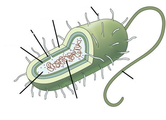 Print Map Quiz: PARTES DE LA BACTERIA (biología - 3eso - biologia ...