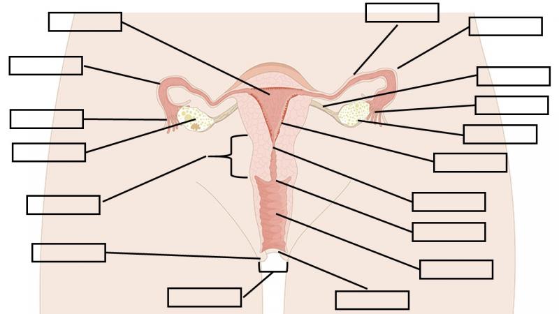 Print Map Quiz Aparato Reproductor Femenino biología 2º Bachillerato 3er semestre