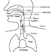 Print Memory Game: Speech organs (phonetics - speech - speech organs)