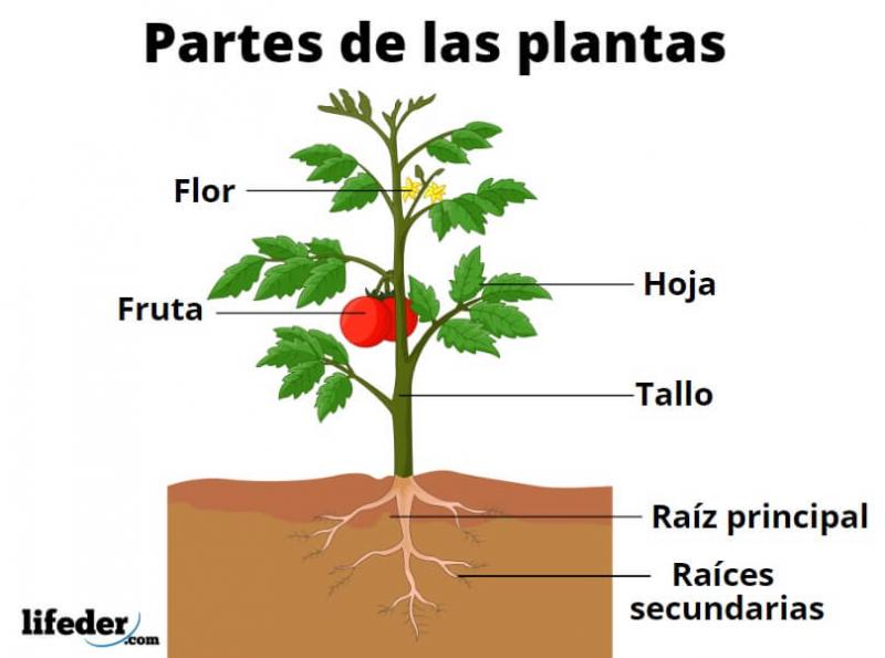 Print Crossword Puzzle: PARTES DE LA PLANTA (biología - Cuarto grado ...