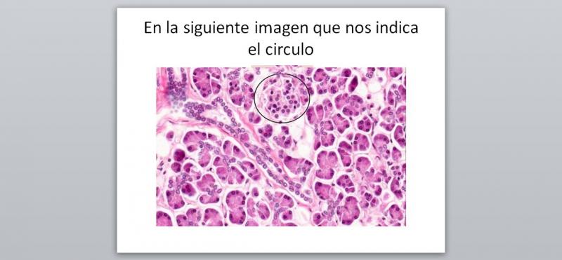 Print Alphabet Game: 3er Parcial De Histología (3er Parcial ...