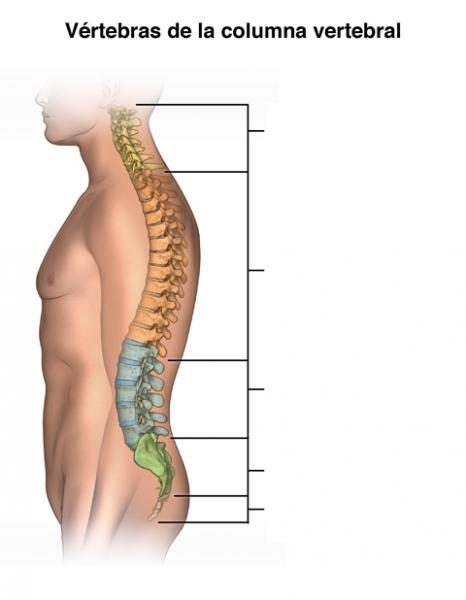 Print Map Quiz: Columna vertebral (biología - anatomía - 1º bachillerato)