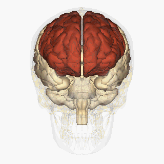 Quiz: Funcionamiento del cerebro (biología - cerebro)