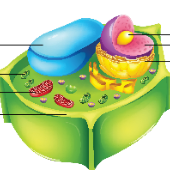 Print Memory Game: célula eucariota y procariota (biología - 2º ...