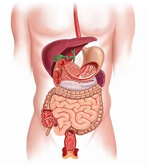 Anatomy of the Stomach Quiz