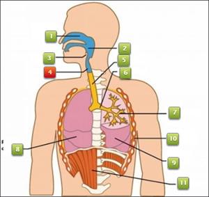 diagrama del sistema respiratorio para 5to grado