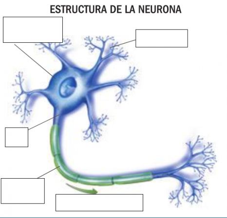 Citoplasma - puzzle online