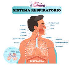 Print Map Quiz: Sistema respiratorio (biología - sistema respiratorio ...