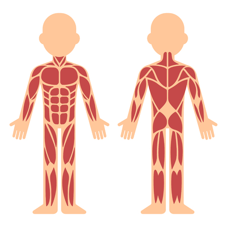 Print Map Quiz: La musculatura (biología - 5 de primaria