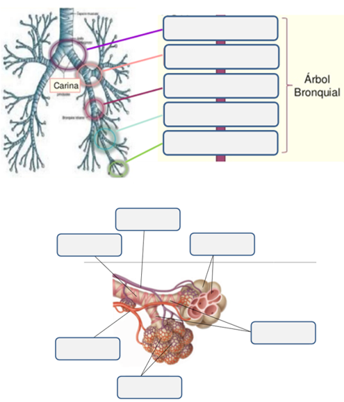 árbol bronquial