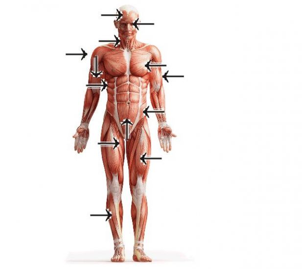 objetivos del cuerpo humano