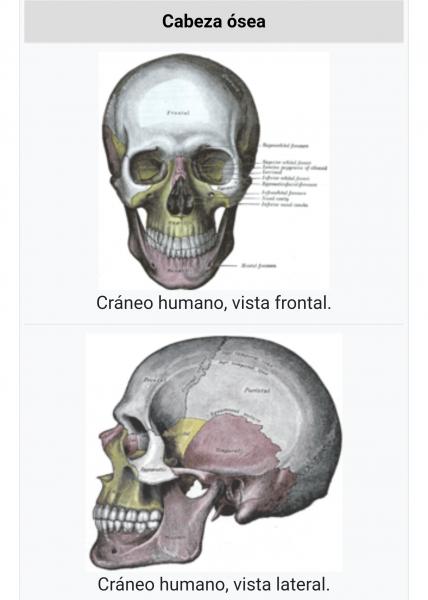 vista frontal del cráneo humano