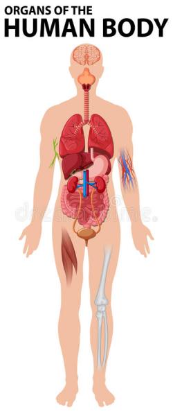 Print Map Quiz: Partes del Cuerpo Humano (biología - cuerpo - biologia ...