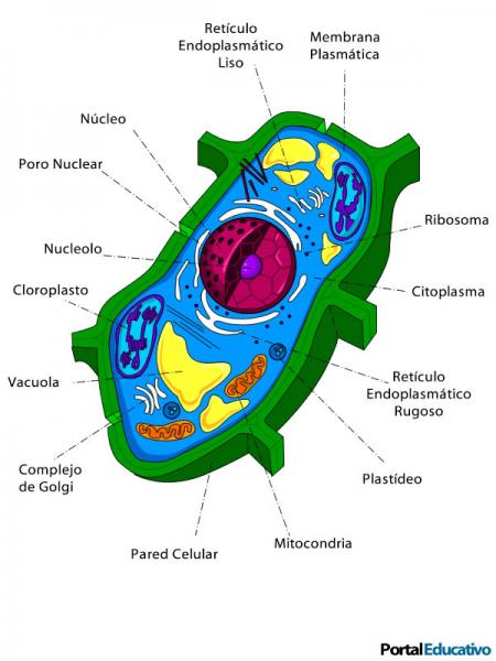 Print Quiz: CELULA PROCARIOTA Y EUCARIOTA (biología - 8º EGB - Celulas ...