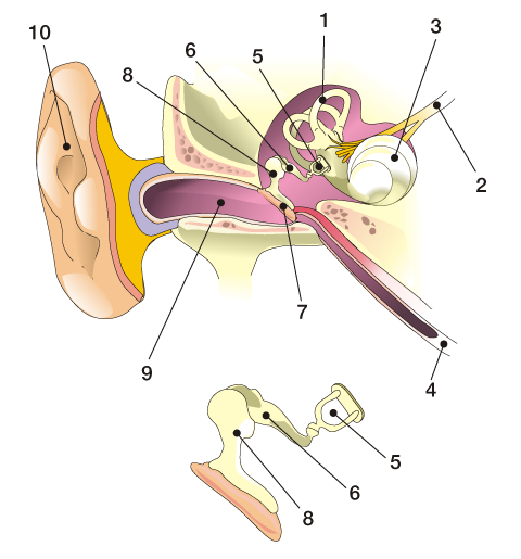 partes del oído