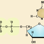 Print Matching Pairs: BIOQUÍMICA II ESTRUCTURAS (bioquímica ii ...