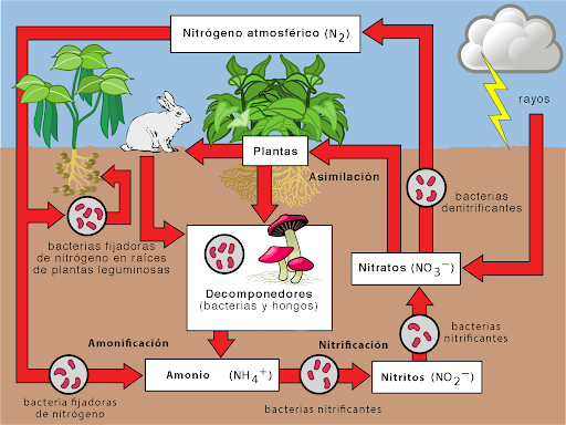 Print Crossword Puzzle: Ciclos Biogeoquímicos (geología - 10º EGB ...